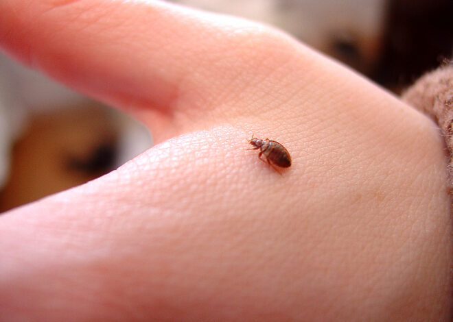 “Effective and Natural Ways to Treat and Get Rid of Bed Bugs”
